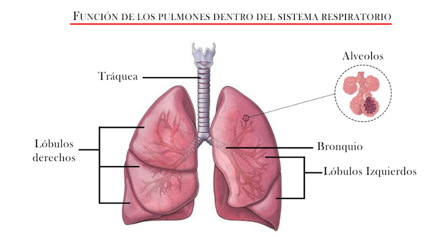 Pulmones